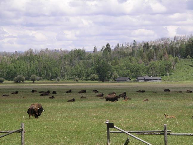 images/F- Grand Teton National Park , wild buffalo(6).jpg